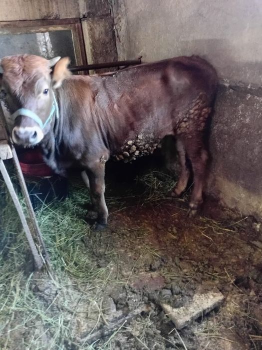 Животное Тёлка 9 месяцев