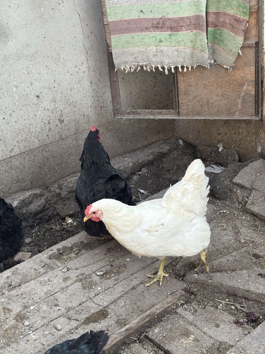 Продам яйца на инкубацию