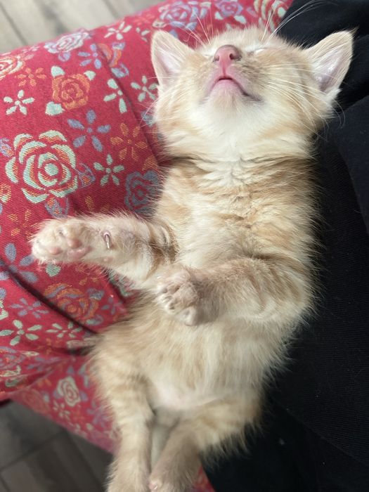 котята(мальчики)