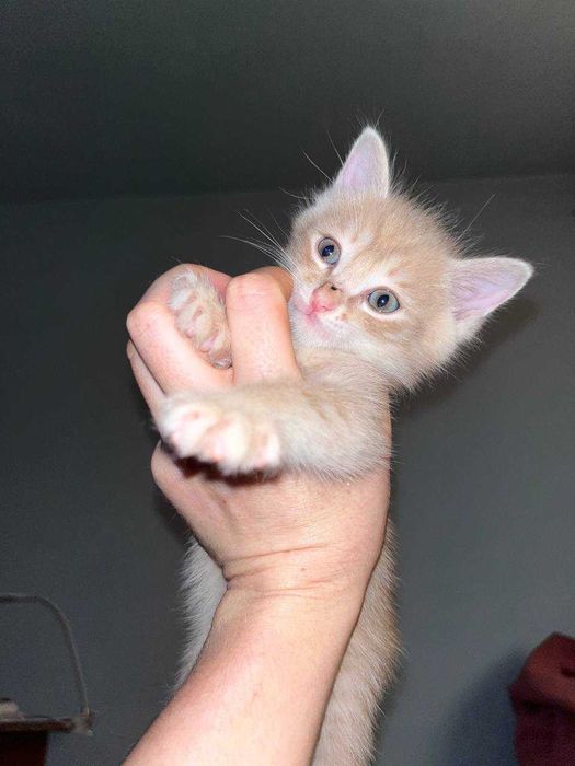 Отдам котят в добрые руки