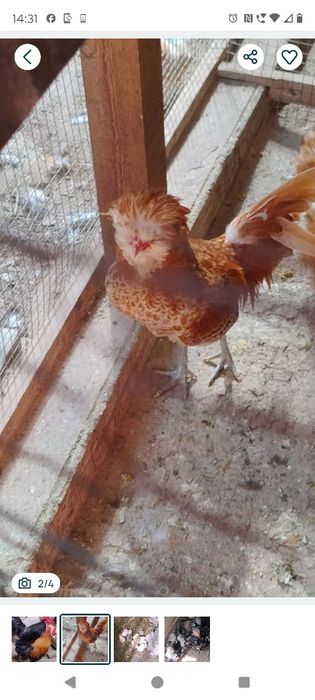 Cocosi chaboo și paduana și pui chaboo