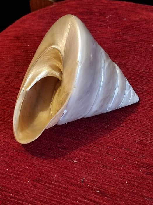 Scoica,cochilie Gigant Trochus Niloticus,sidef natural polizat(11cm)