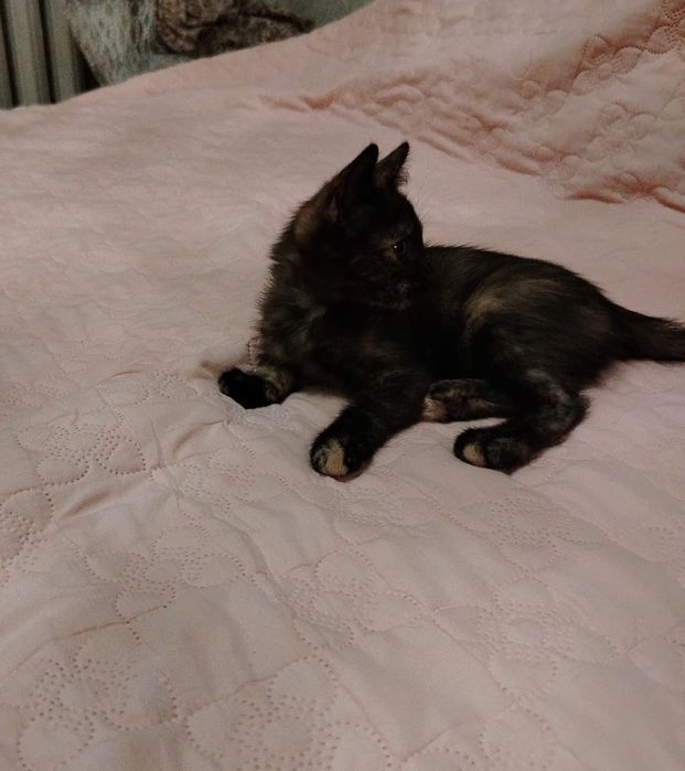 Отдам котят в добрые руки