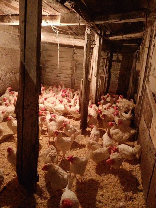 Куры поросята доставка