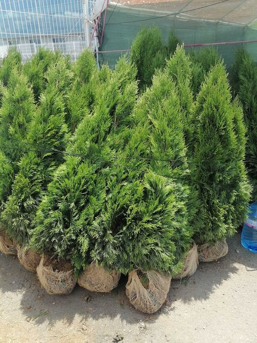 Западна туя - Смарагд и Фастигиата