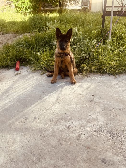 Немецкая овчарка