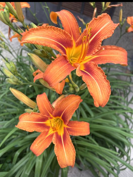 Дневна лилия градински вечнозелени растения,