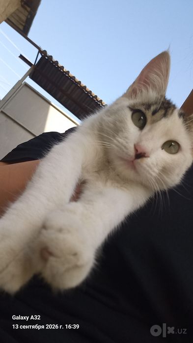 Котята бесплатно