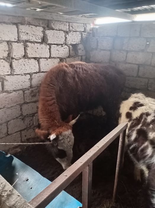 Қашар және баспақ сатылады