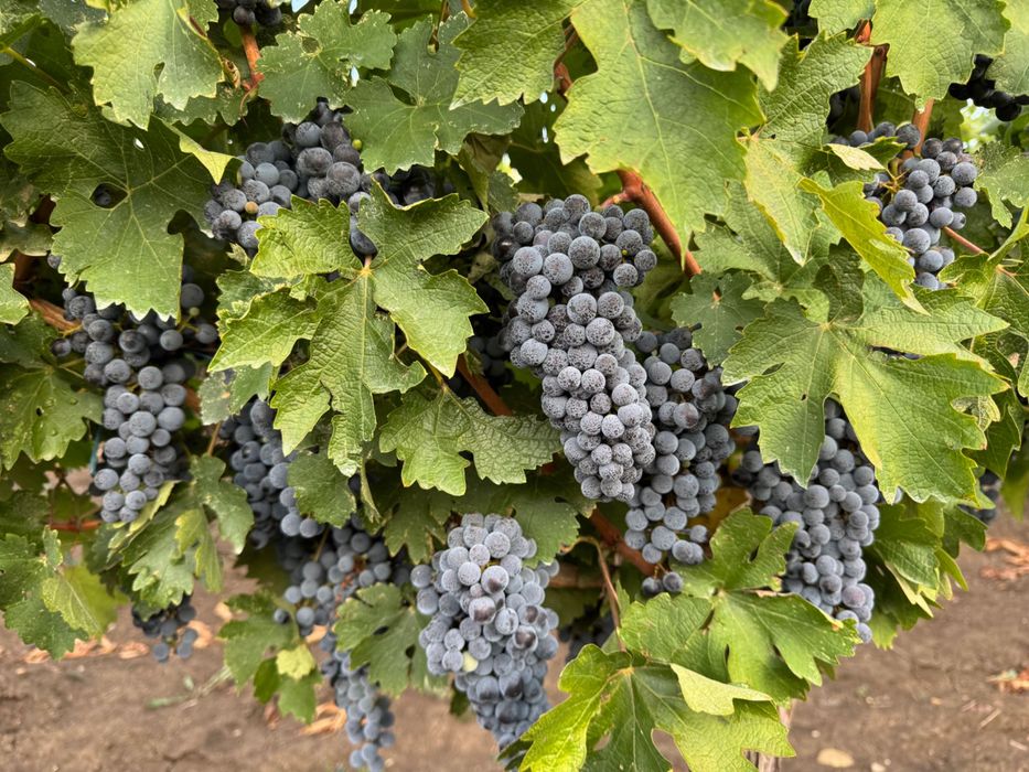 Vând Struguri Cabernet Sauvignon