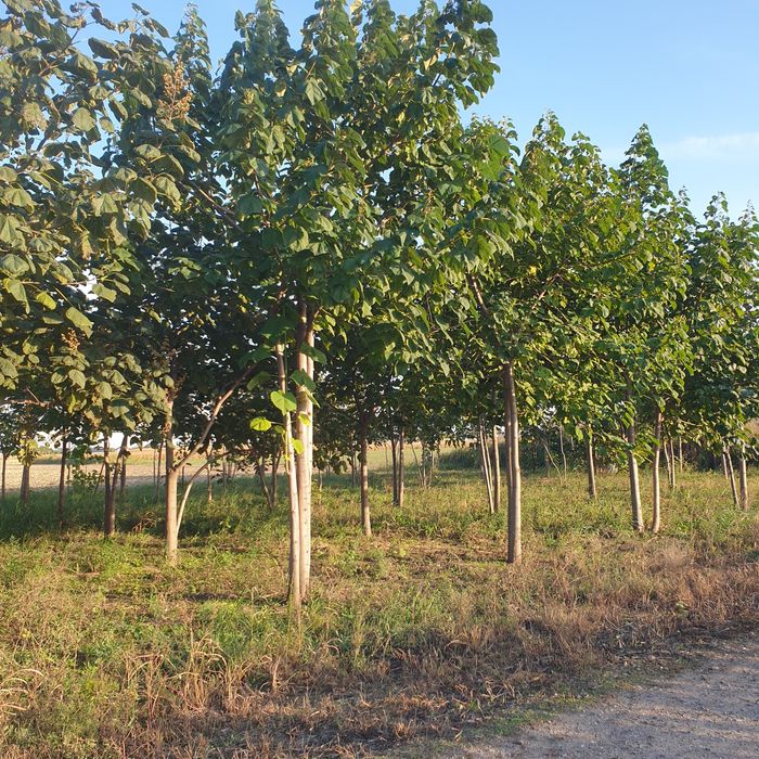 De vânzare puieți de pauloviniea sint cum se vede sint anul trecut și