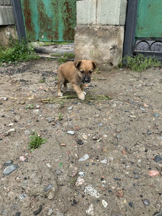 Отдам щенка мальчика