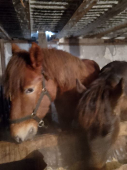 Крупный тай на откорме