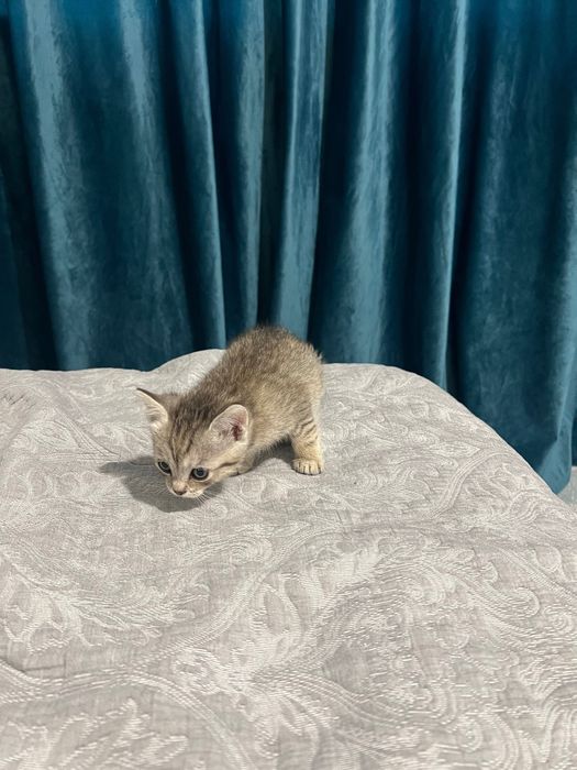 Котенок шотландец