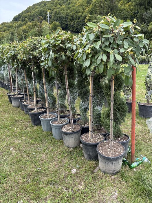 Laur prunus tuia leyladii