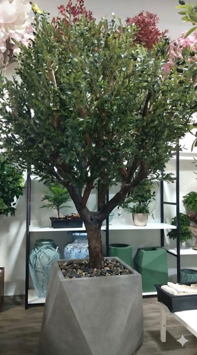 Maslini si Bonsai Mari frunze artificiale cu trunchi natural.