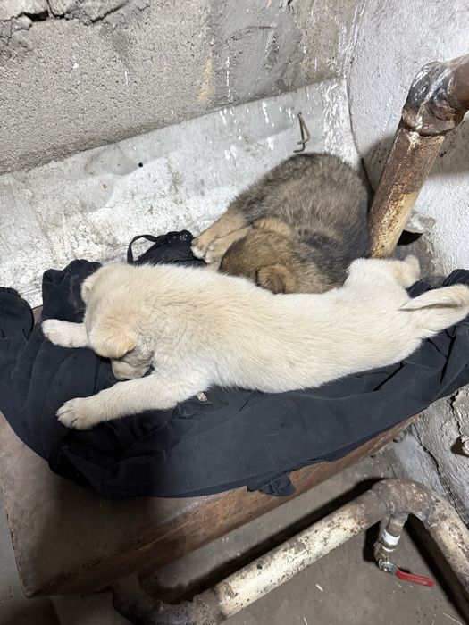 Отдам в добрые руки