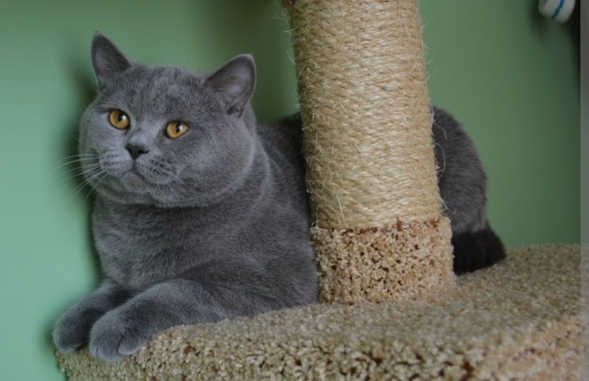 Британцы котята Алматы