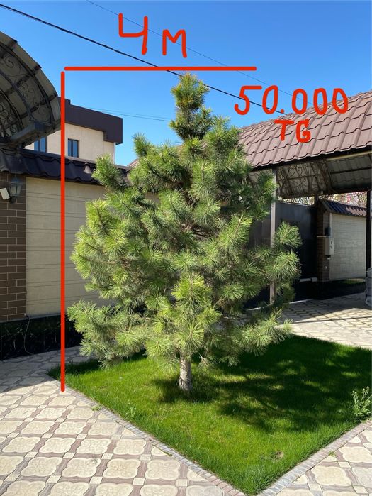 Елки и Деревья