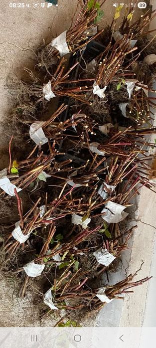 Продава расад ягоди и малини