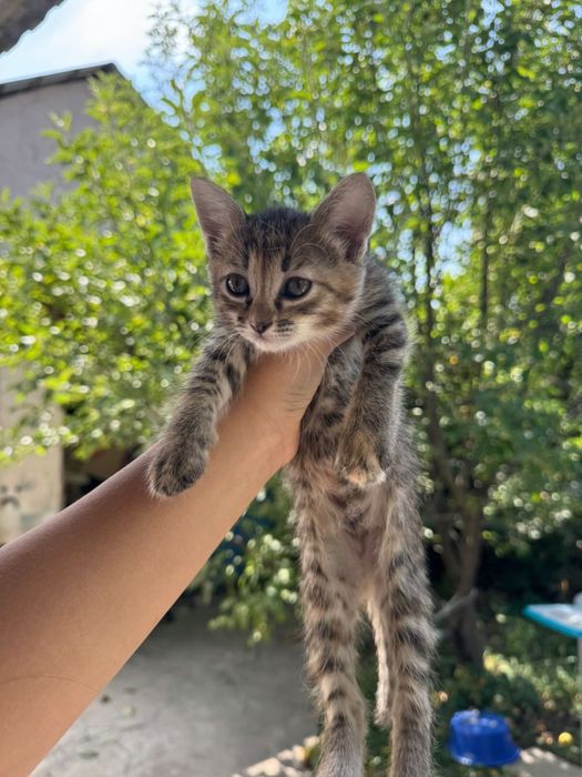 Отдам котят бесплатно