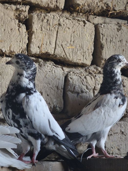 Серенвый и пакистанцы