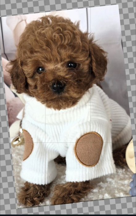 Пудел той /Poodle toy с генетични тестове на родителите с  родословие