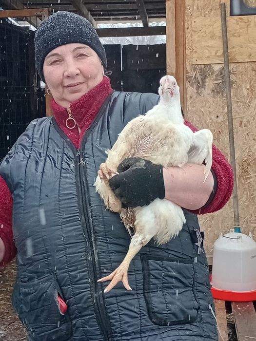 Цыплята бройлеры