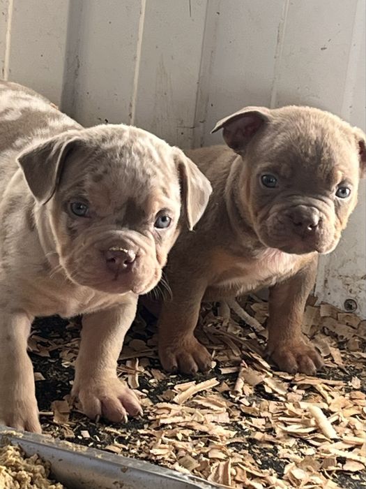 Щенки американский булли