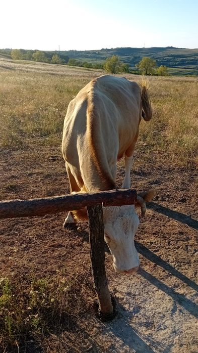Vand vaca baltata
