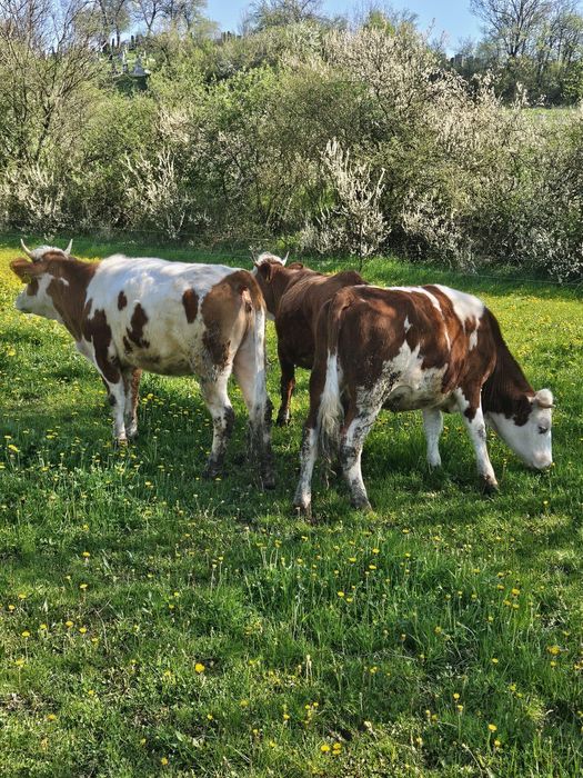 Juninci baltate romanesc 14 bucati