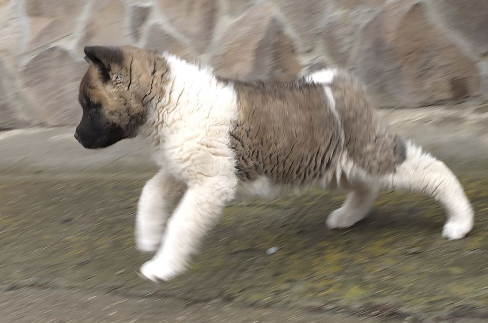 Mascul akita american