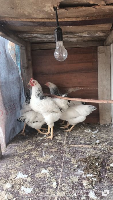 Адлер қораз сатылады