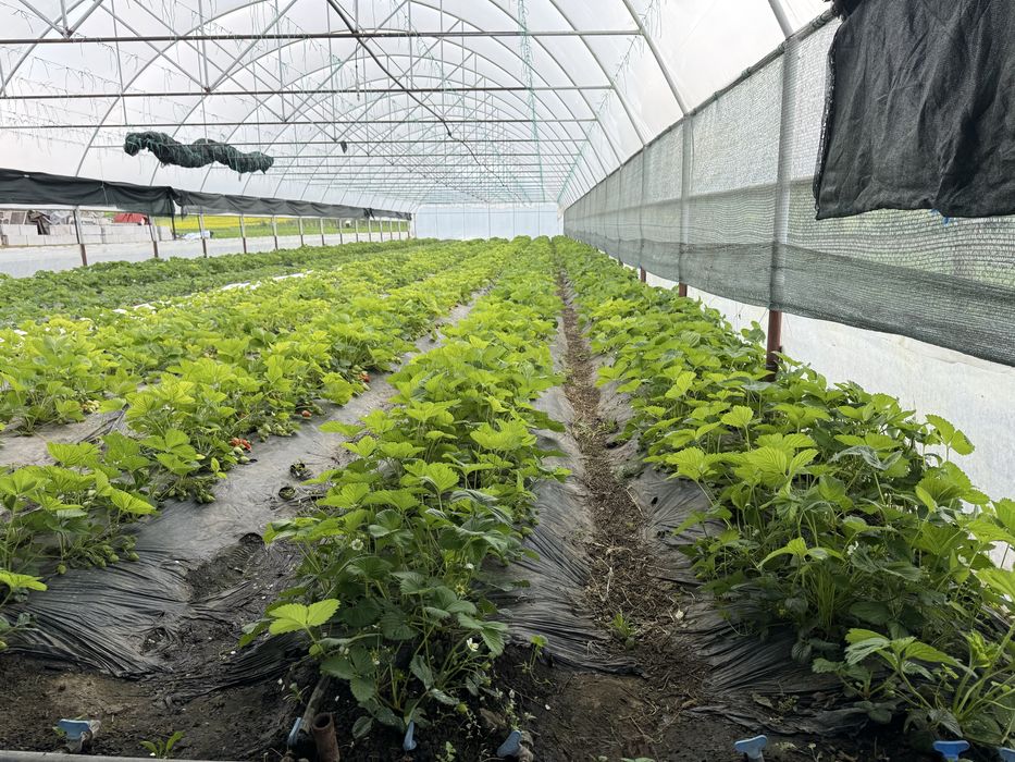 Capsuni dulci si aromate