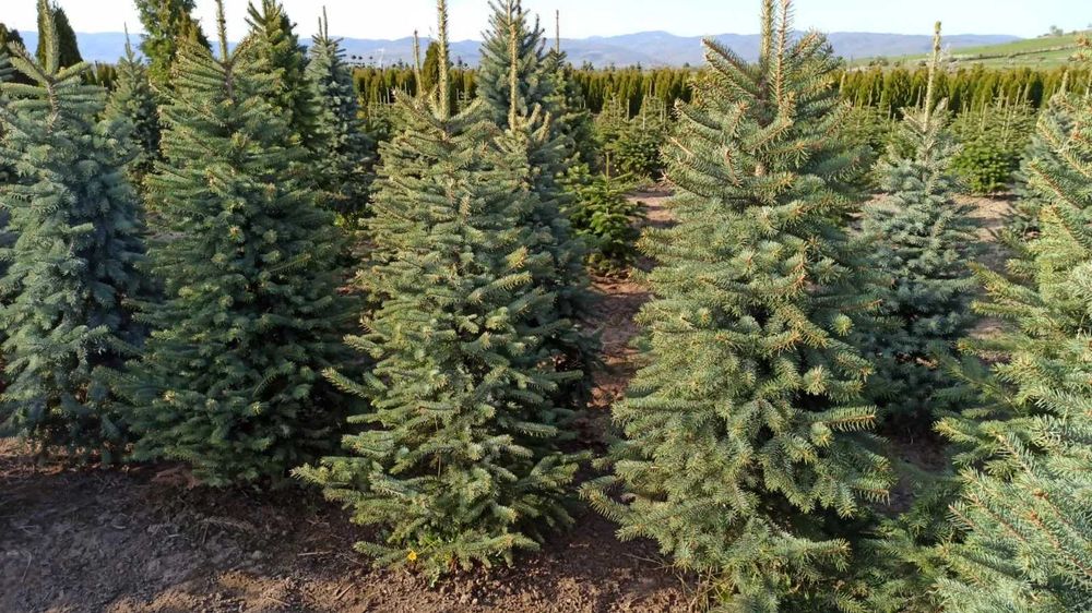 brazi argintii si normandian pentru craciun