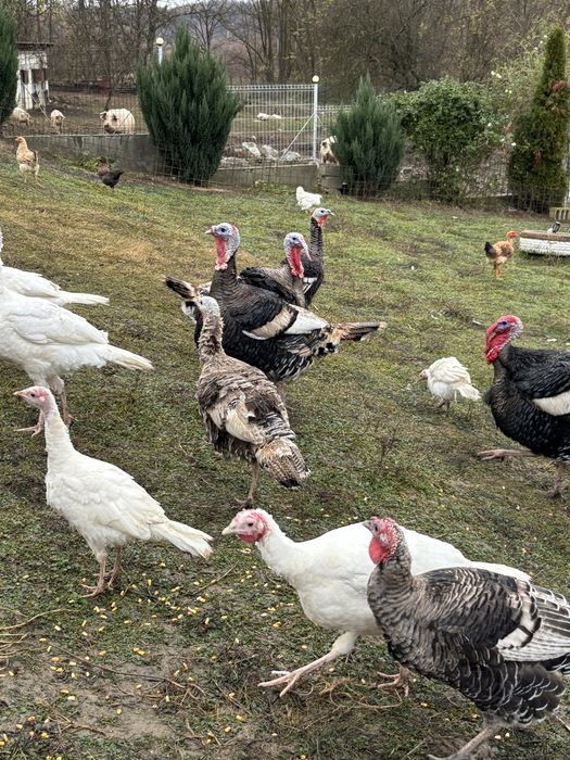 Ofer curcani si curci in spre vanzare!