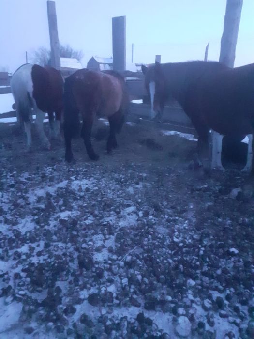 Буаз бие құлынымен