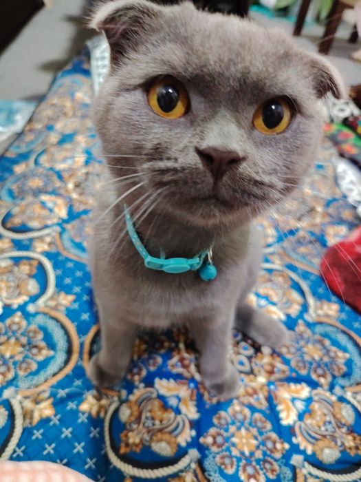 Mushuk sotiladi Bars