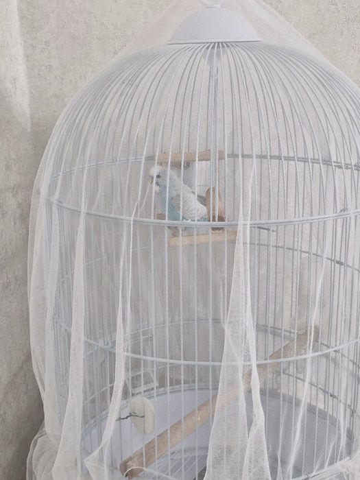 Попугайчик волнистый