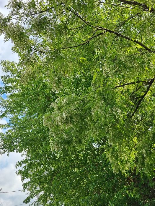 Miere de salcâm naturală