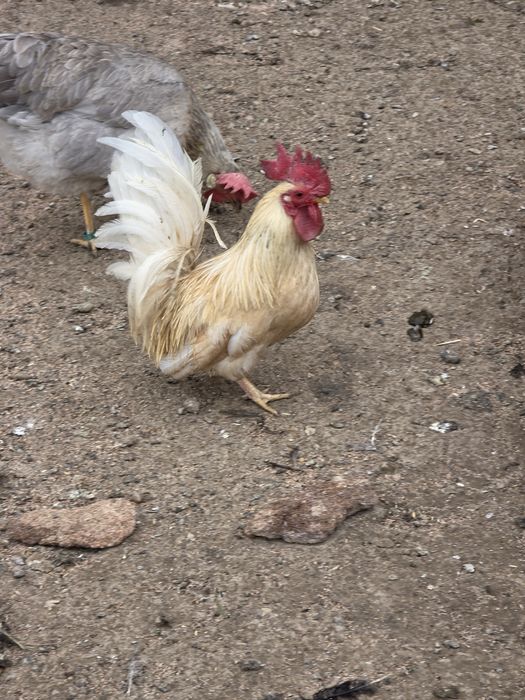 Cocos chabo 2025 inelat!