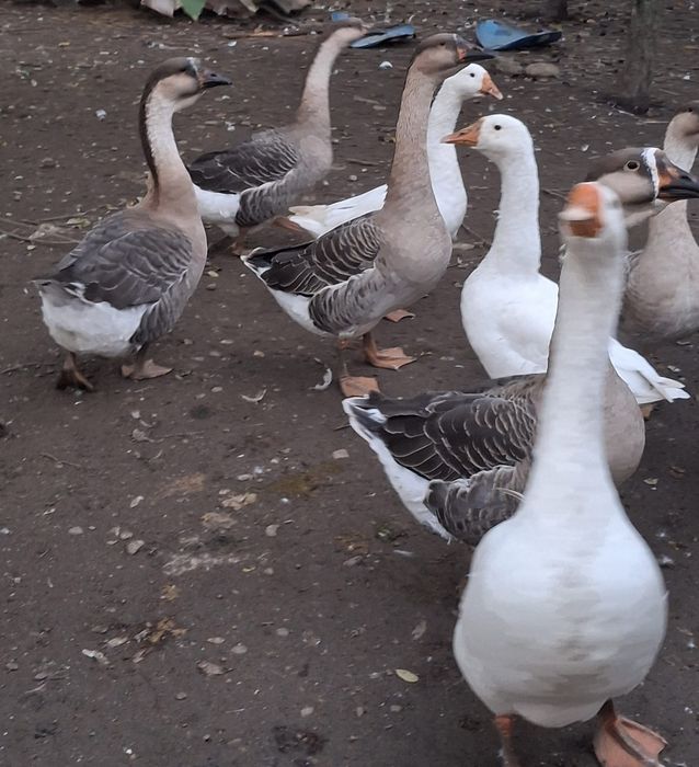 Vand pui gaina din oua verzi-albastre, cocosi pitici, rate lesesti, gaste