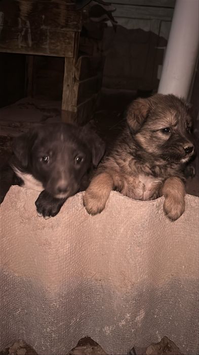 Мальчики звонок близняшкий