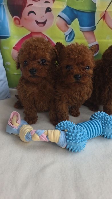 Пудел тийкъп момчета с документ за произход