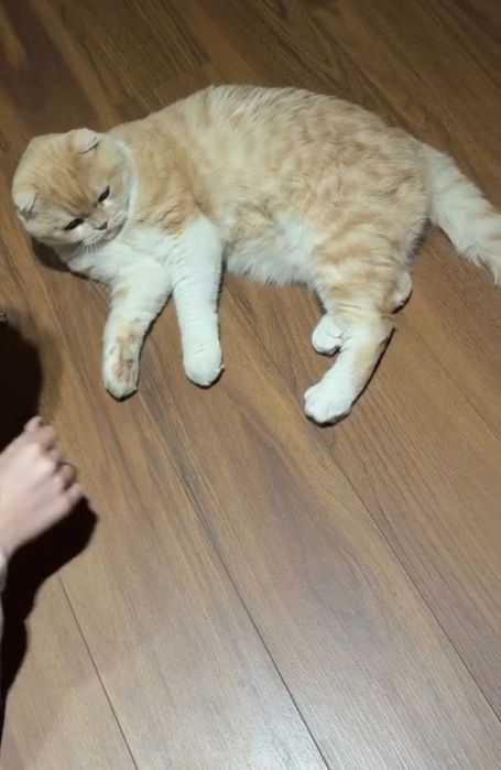 Scotish fold zo'r zodor mushuk