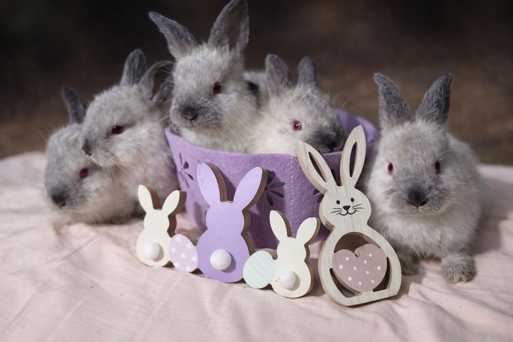 Iepuri din rasa californian