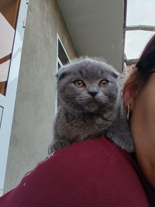 Britanski zotdor mushuklar sotilad