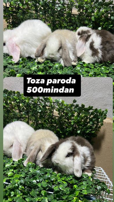 Domda boqiladigan quyonla bor karlikla, mini lops, nederlandskiy quyon