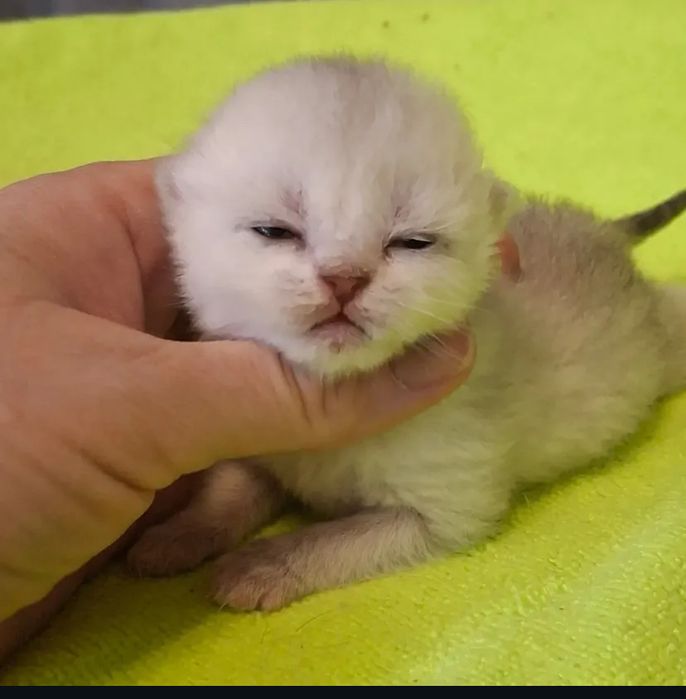 Шотландские котята