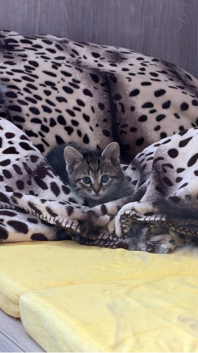 Отдам Котенка в добрые руки